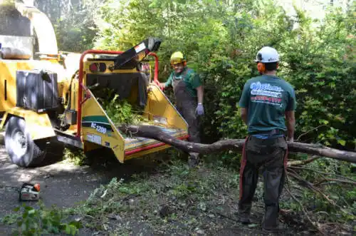 tree services Mount Crested Butte